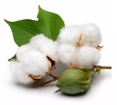 Cotton, Wool, Fiber